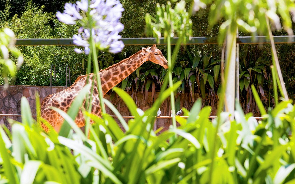 Billets pour le Jardin zoologique (Jardim Zoologico Tickets) - 2