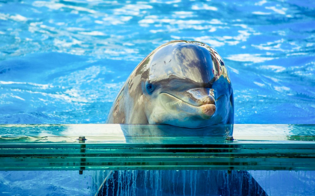 Billets pour le Jardin zoologique (Jardim Zoologico Tickets) - 3