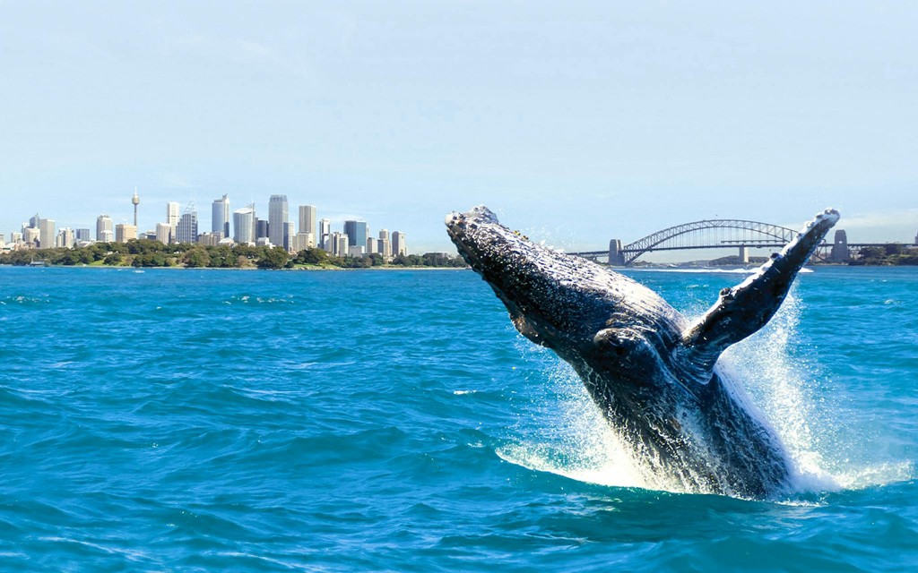 Walbeobachtungsfahrt in Sydney mit Frühstück/BBQ-Mittagessen (Whale Watching Afternoon Cruise With BBQ Lunch) - 3