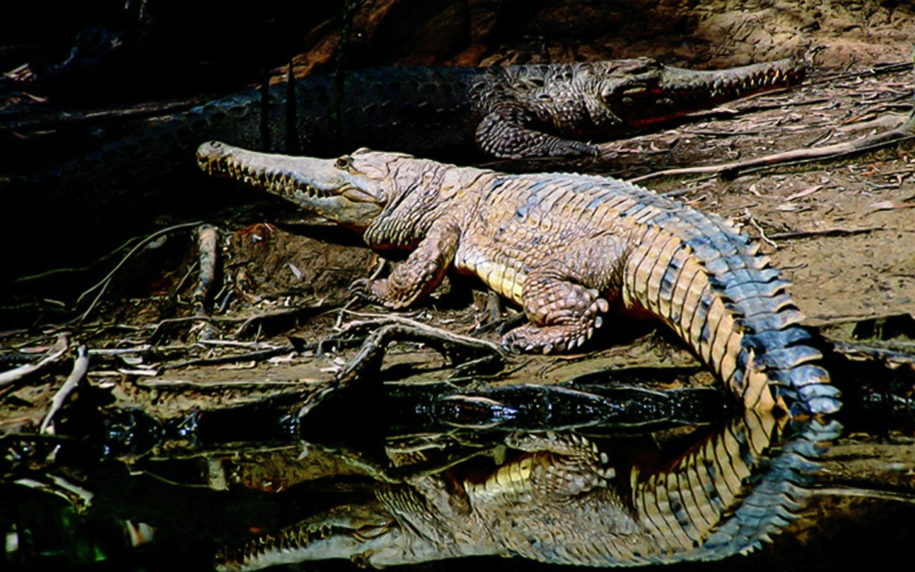 Half-Day Tour of Hartley’s Crocodile Adventures (Pick-up From Cairns & Northern Beaches) - 1