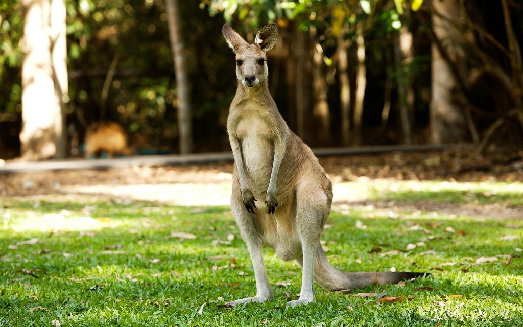 Half-Day Tour of Hartley’s Crocodile Adventures (Pick-up From Cairns & Northern Beaches) - 3