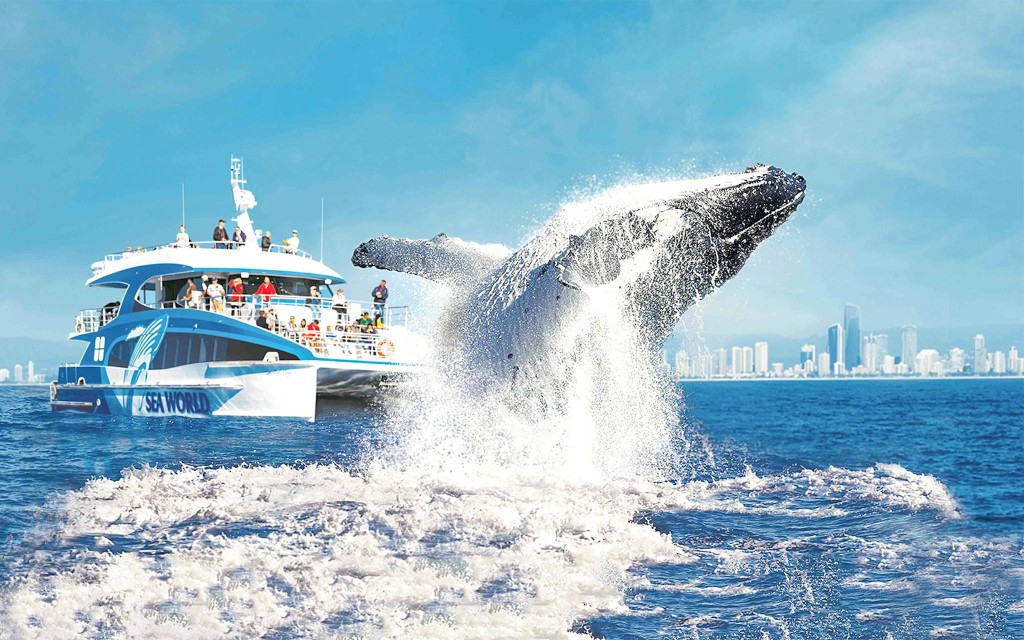 Premium Whale Watching Cruise by SeaWorld (Whale Watching Cruise + 1-Day Pass to SeaWorld) - 1