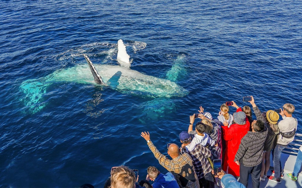 Premium Whale Watching Cruise by SeaWorld (Whale Watching Cruise) - 2