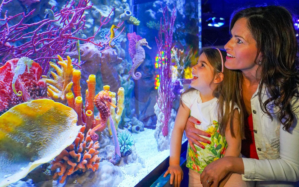 Gardaland Sea Life Aquarium Eintrittstickets (SEA LIFE Aquarium Tickets) - 1