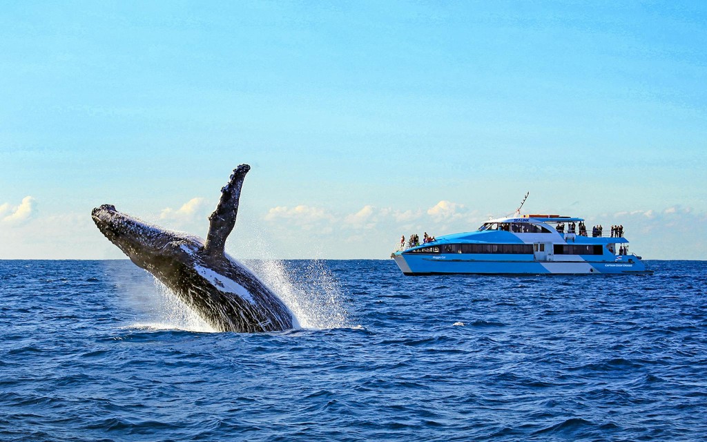 Sydney Harbour Whale Watching Cruise by Captain Cook (Whale Watching Cruise with Taronga Zoo Entry) - 1