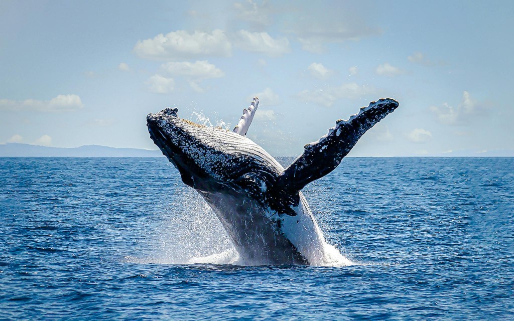 Sydney Harbour Whale Watching Cruise by Captain Cook (Whale Watching Cruise) - 3