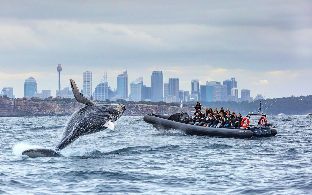 Sydney Whale Watching on Open Speedboat at Ocean Level (Departure from Manly Wharf) - 1