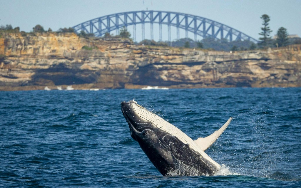 Sydney Whale Watching on Open Speedboat at Ocean Level (Departure from Circular Quay) - 1