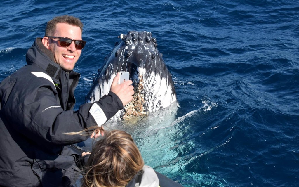 Sydney Whale Watching on Open Speedboat at Ocean Level (Departure from Circular Quay) - 3