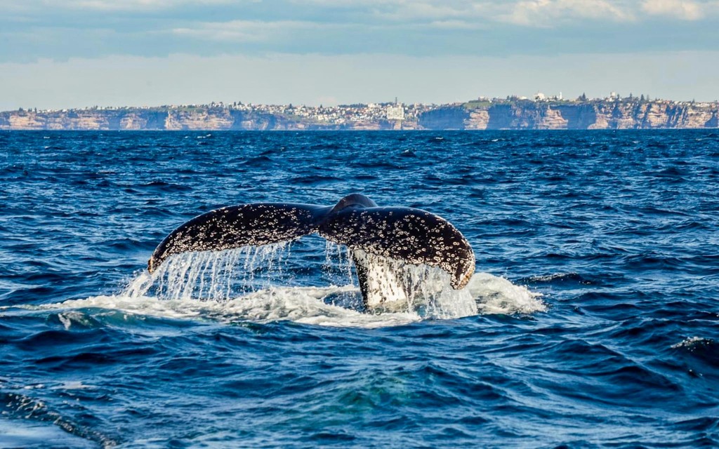 Walbeobachtungsfahrt in Sydney mit Erläuterungen eines Meeresbiologen (From Circular Quay: Whale Watching Cruise) - 1