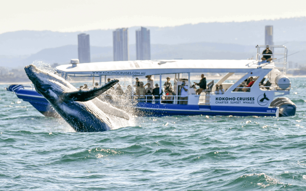 Whale Watching Cruise with Front Row View (Whale Sighting Guarentee) - 1