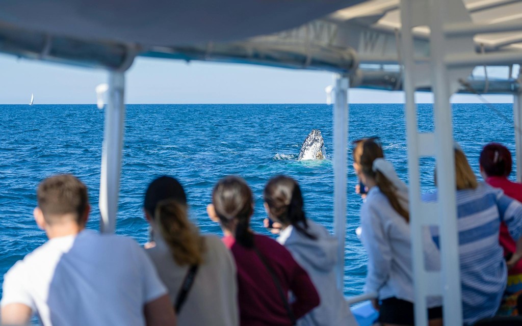 Whale Watching Cruise with Front Row View (Whale Sighting Guarentee) - 3