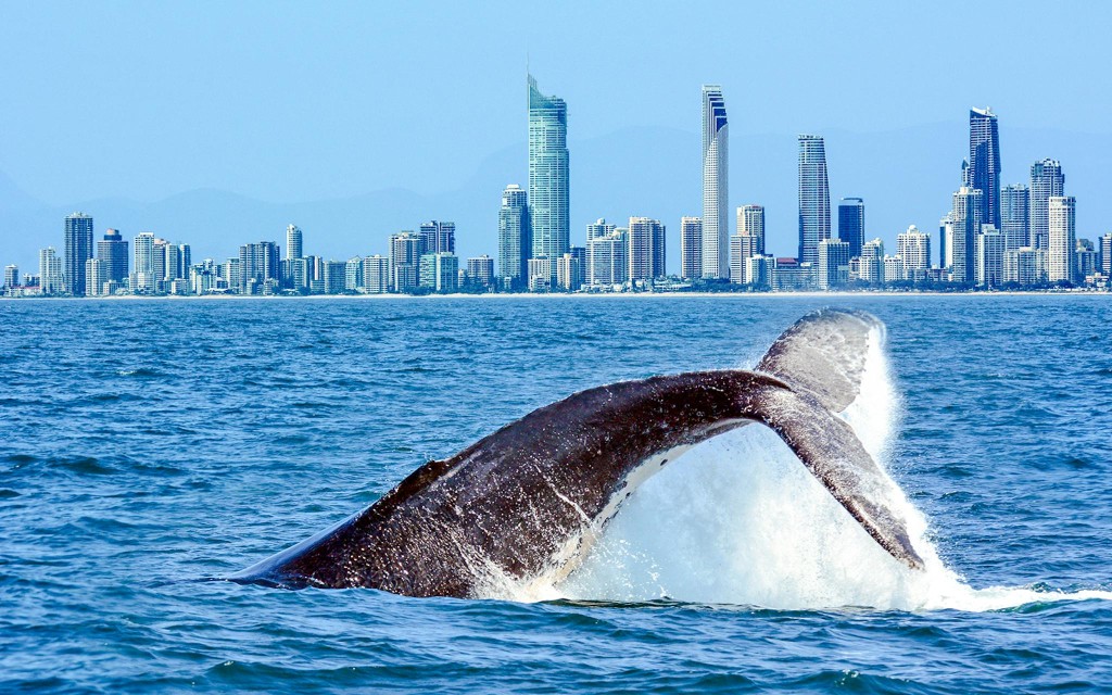 Whale Watching Cruise with Beverages & Snacks (Whale Watching Adventure with Spirit of Gold Coast) - 1