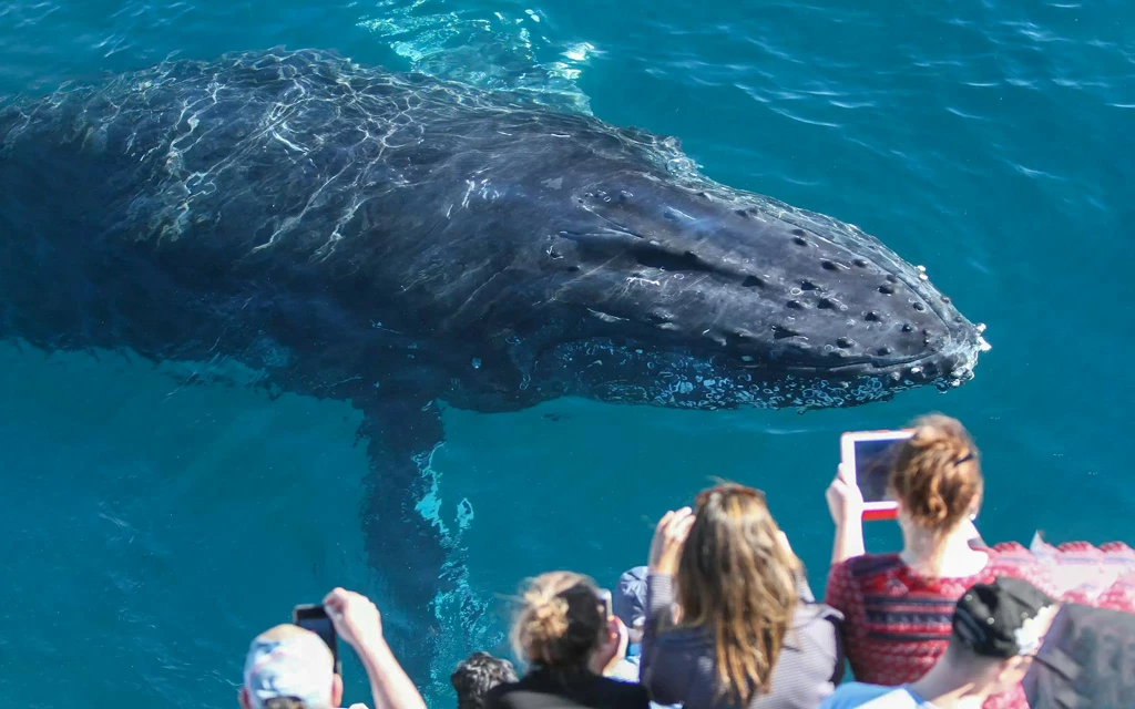 Whale Watching Cruise with Beverages & Snacks (Whale Watching Adventure with Spirit of Gold Coast) - 3