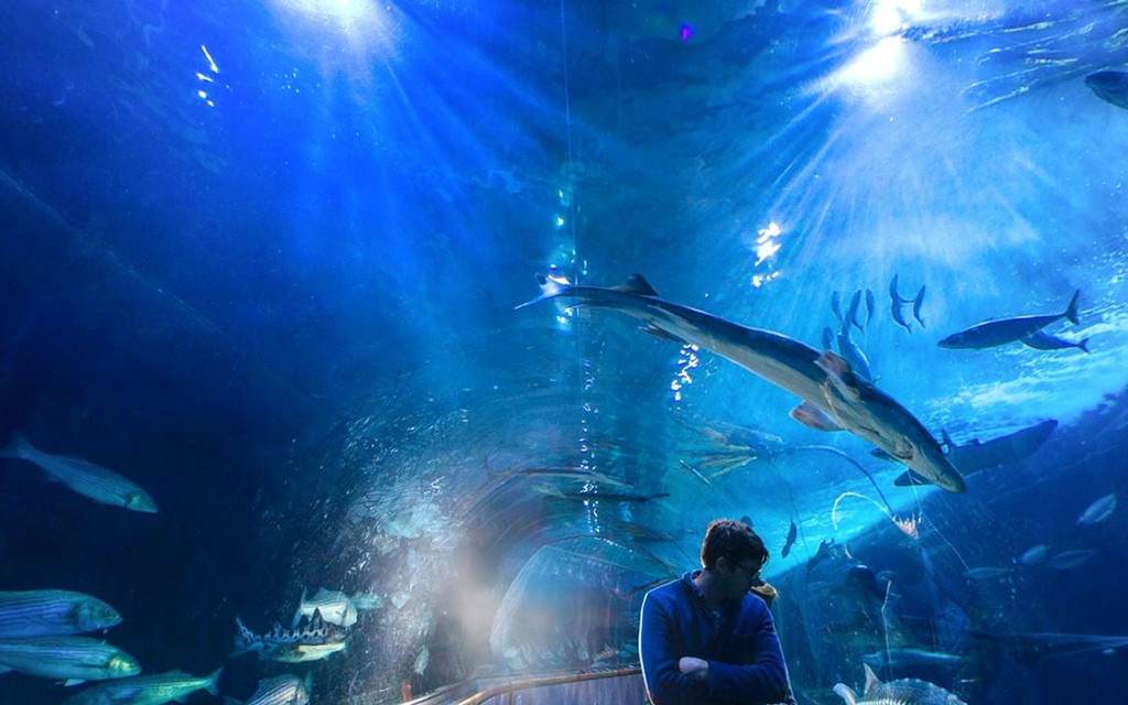 Aquarium of the Bay Bilety (General Admission Tickets) - 2