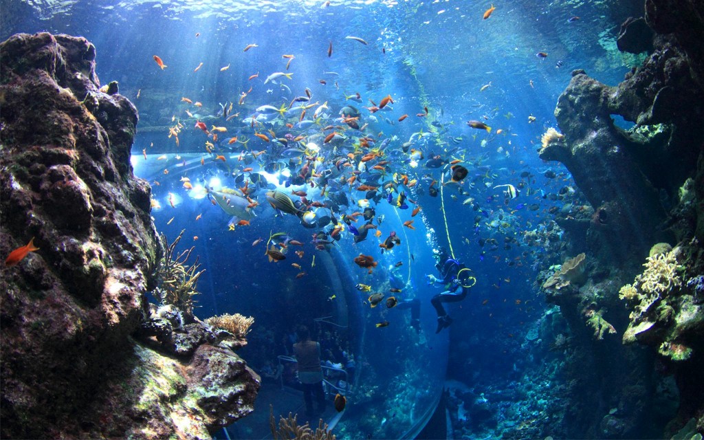 California Academy of Sciences Tickets (Nighttime Admission Tickets) - 1