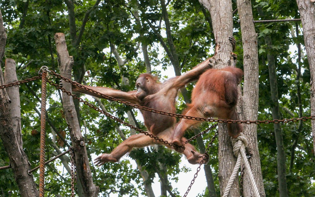Entradas al zoo de Barcelona (Zoo Barcelona) - 1