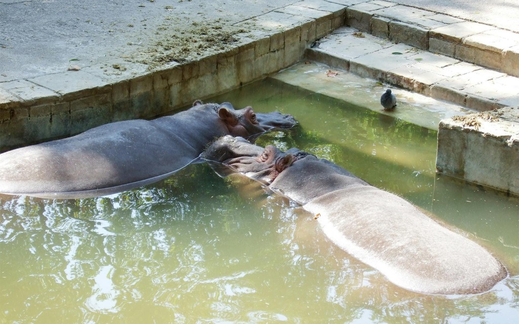 Entradas al zoo de Barcelona (Zoo Barcelona) - 2