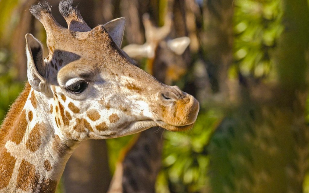 Entradas al zoo de Barcelona (Zoo Barcelona) - 3