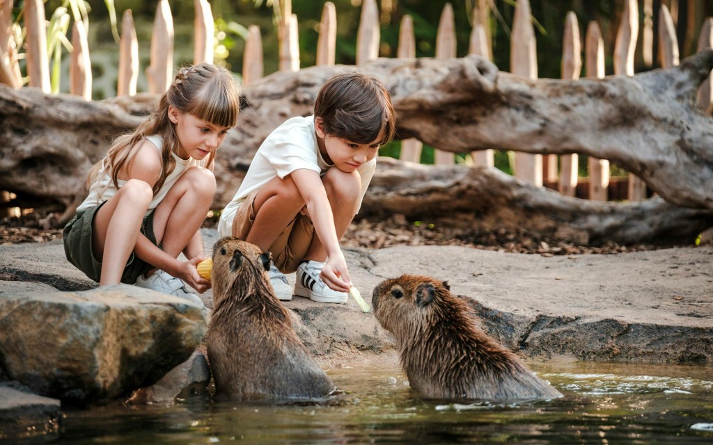 Capybara Interaktion + optionaler Brunch mit Bali Zoo Tickets (Capybara Connection) - 2