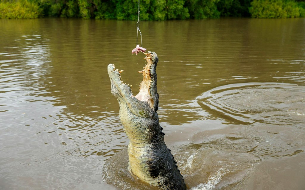 Adelaide River Jumping Crocodile Cruise with Guided Commentary (1-Hour Cruise) - 1