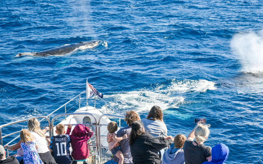 Luxury Yacht Whale Watching Tour With Marine Biologist (Whale Watching Tour on Luxury Yacht) - 1