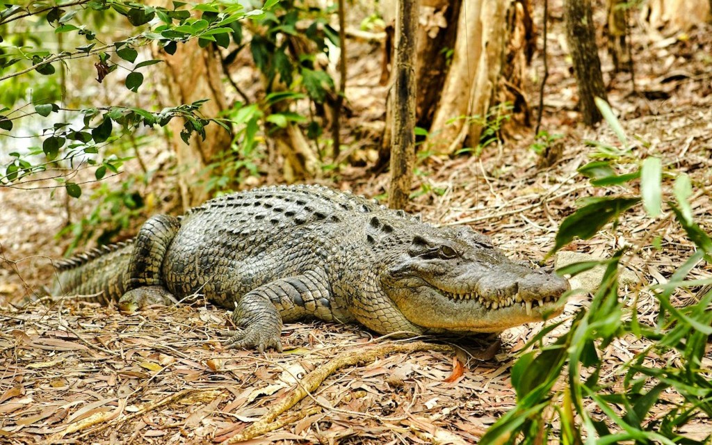 From Cairns: Scenic Train + Coach, Hartley's Crocodile Adventure Guided Tour with Transfers (Scenic Rail, Coach and Hartley's Crocodile Adventure with Lunch & Transfers) - 2