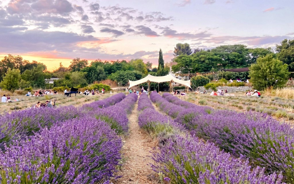 Lavender Fields Family Estate Visit (Lavender Fields Estate Ticket + Soap Workshop) - 2