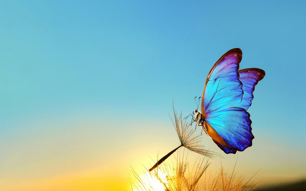 Headout inclui: Ingressos para o Butterfly Gardens Abu Dhabi (Butterfly Gardens Entry Tickets) - 2