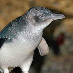 Healesville Sanctuary & Phillip Island Wildlife Park: Bus Tour - 2