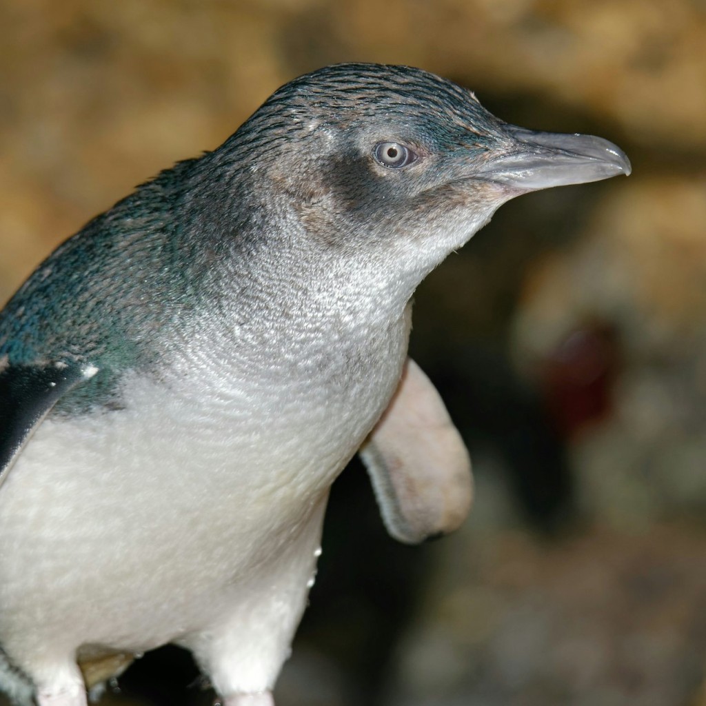 Healesville Sanctuary i Phillip Island Wildlife Park: tour en autobús - 1