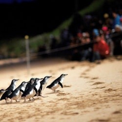 Healesville Sanctuary & Phillip Island Wildlife Park: Bus Tour - 3