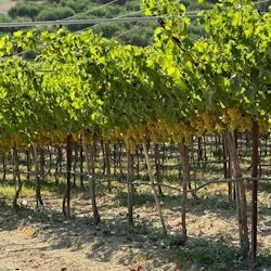 Heraklion: Wycieczka wiejska po pałacu Knossos rowerem elektrycznym + degustacja wina - 1