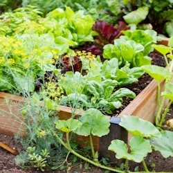 Herculano: Visita gastronómica a una granja - 3