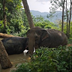 Reserva de elefantes Hidden Forest Phuket: Visita guiada + Buffet - 2