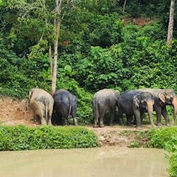 Reserva de elefantes Hidden Forest Phuket: Visita guiada + Buffet - 3