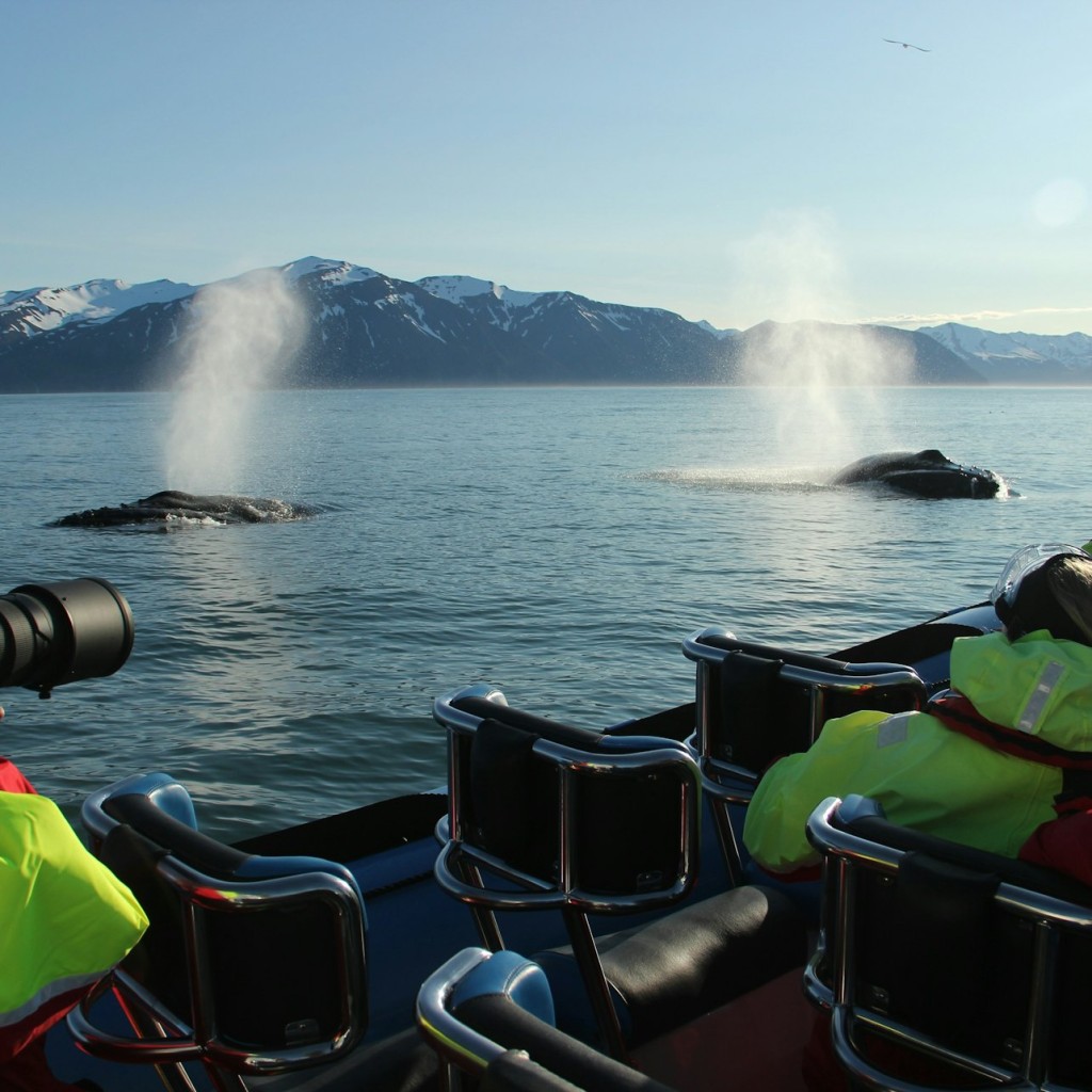 Husavík: Passeio de observação de baleias e papagaios-do-mar em uma lancha RIB - 1