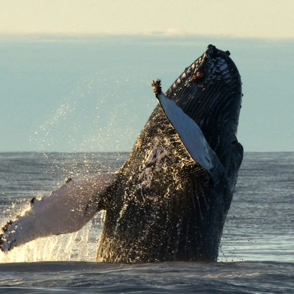 Husavík: Passeio de observação de baleias e papagaios-do-mar em uma lancha RIB - 3