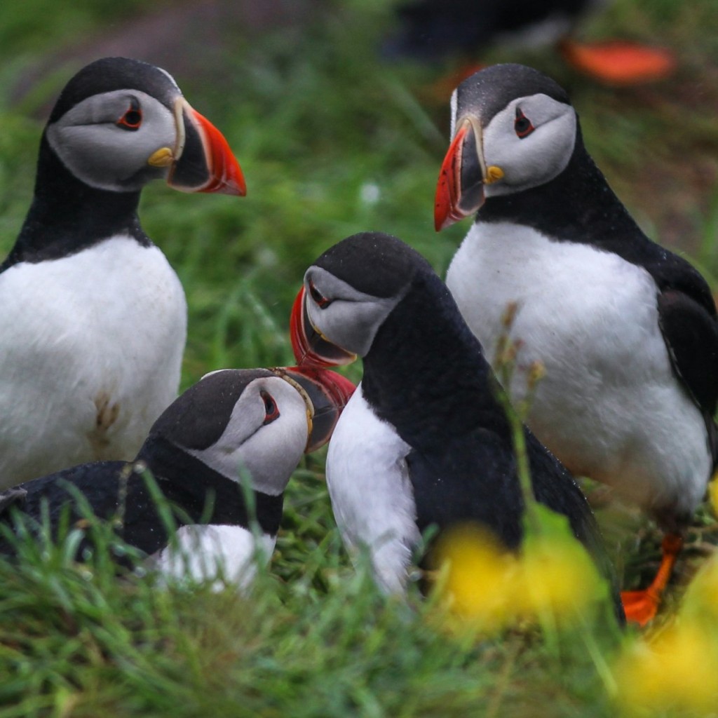 Husavík: Passeio de observação de baleias e papagaios-do-mar em uma lancha RIB - 2