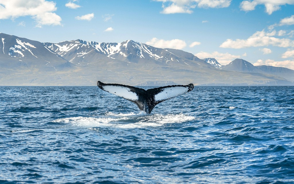 Ab Húsavík: Walbeobachtung mit dem RIB-Schnellboot (Standard rate) - 1