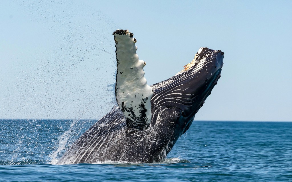 Húsavík: tour en barco de avistamiento de ballenas (Whale Watching Guided Cruise) - 1