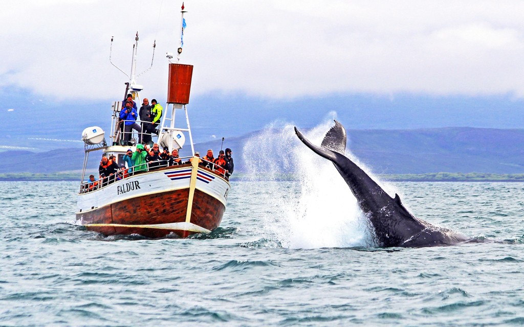 Húsavík: tour en barco de avistamiento de ballenas (Whale Watching Guided Cruise) - 2