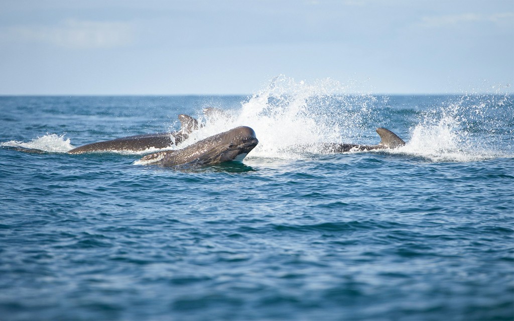 Húsavík: tour en barco de avistamiento de ballenas (Whale Watching Guided Cruise) - 3
