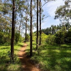 Illawarra Fly Treetop Adventures: Treetop Walk - 1