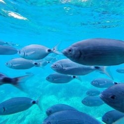 Illes Medes & L'Estartit: Catamaran Cruise from Roses - 3