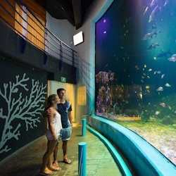 Interactive Aquarium Cancún: Entry Ticket + Dolphin Show - 1