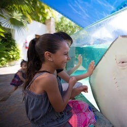 Interactive Aquarium Cancún: Entry Ticket + Dolphin Show - 2