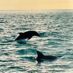 Island Excursion & Dolphin Watching - 3