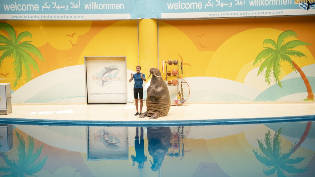 Istanbul Dolphin Show Vip Ticket - 3