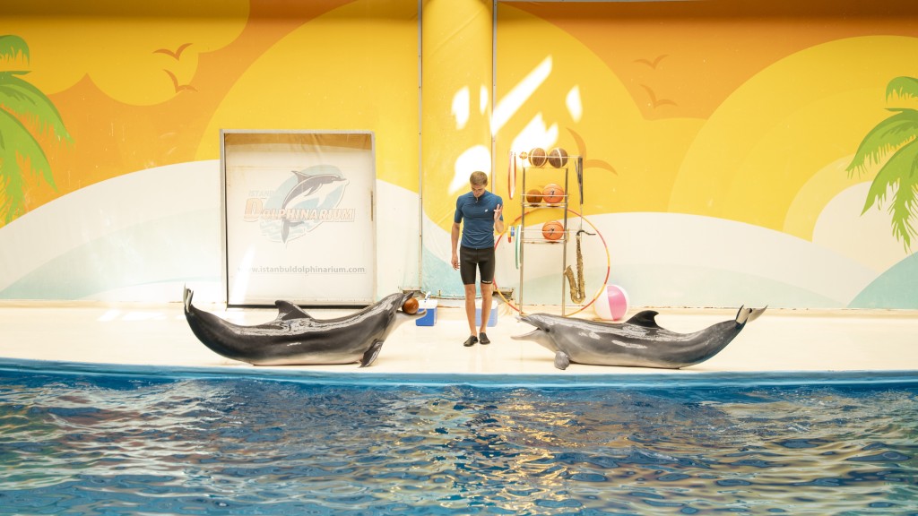 Istanbul Dolphin Show Vip Ticket - 1